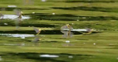 Uzun kuyruklu mayıs sineklerinin Tisza nehrinin yüzeyindeki inanılmaz yakın çekim videosu.