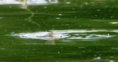 Tisza nehrinin yüzeyinde çiftleşen uzun kuyruklu mayıs sineklerinin görüntülerini kapatın.