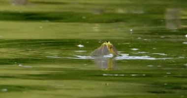 Nehir yüzeyinde hareket eden sürüdeki uzun kuyruklu mayıs sineğinin görüntülerini kapat