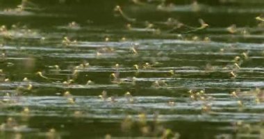 Yıllık çiftleşme sırasında uzun kuyruklu mayıs sineklerinin inanılmaz yakın çekim görüntüleri.