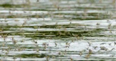 Sırbistan 'ın Tisza nehrinde çiftleşme saatlerinde geniş bir Mayıs sineği sürüsü görülüyor