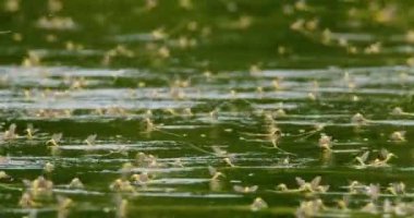 Yıllık çiftleşme sırasında uzun kuyruklu mayıs sineklerinin inanılmaz yakın çekim görüntüleri.