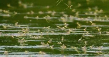 Yıllık çiftleşme sırasında uzun kuyruklu mayıs sineklerinin inanılmaz yakın çekim görüntüleri.