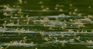Yıllık çiftleşme sırasında uzun kuyruklu mayıs sineklerinin inanılmaz yakın çekim görüntüleri.