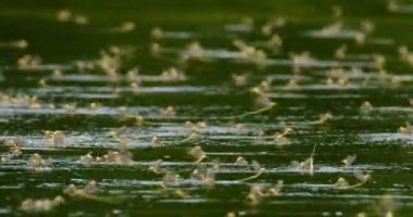 Yıllık çiftleşme sırasında uzun kuyruklu mayıs sineklerinin inanılmaz yakın çekim görüntüleri.