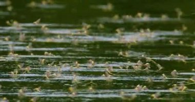 Yıllık çiftleşme sırasında uzun kuyruklu mayıs sineklerinin inanılmaz yakın çekim görüntüleri.