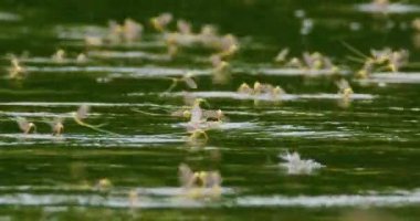 Yıllık çiftleşme sırasında uzun kuyruklu mayıs sineklerinin inanılmaz yakın çekim görüntüleri.