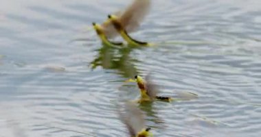 Sırbistan 'da Tisza nehrinin yüzeyinde uzun kuyruklu mayıs sineklerinin görüntüleri