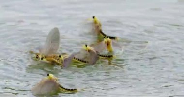 Bir grup uzun kuyruklu mayıs sineği Tisza nehrinde çiftleşmeye çalışıyor.