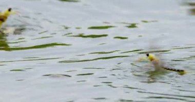 Su yüzeyinde yüzen Tisza mayıs sineklerinin videosunu kapat