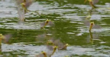 Tisza nehrinin yüzeyinde çiftleşen uzun kuyruklu mayıs sineklerinin görüntülerini kapatın.