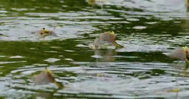 Tisza nehrinin yüzeyinde çiftleşen uzun kuyruklu mayıs sineklerinin görüntülerini kapatın.
