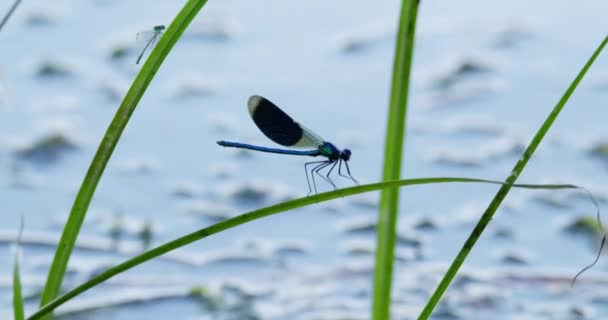 Close Footage Banded Demoiselle Resting Blade Grass River Tisza — Stock Video