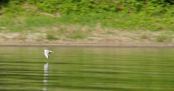 川の上を飛ぶ黒髪のカメの美しい野生生物の映像 — ストック動画