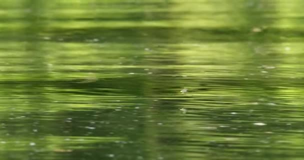 Długonogi Może Latać Nad Powierzchnią Rzeki Cisy Podczas Rocznego Rój — Wideo stockowe