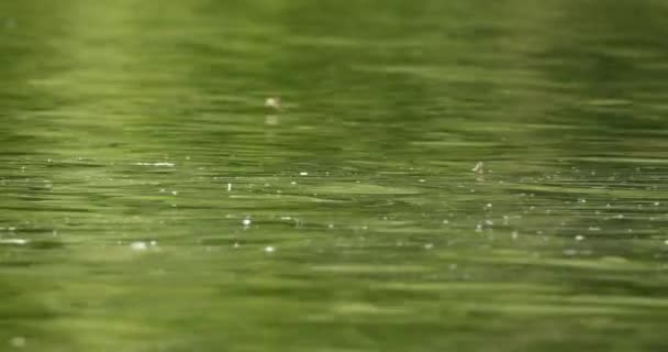 蒂萨河上的长尾蜻蜓在每年的交配季节 — 图库视频影像