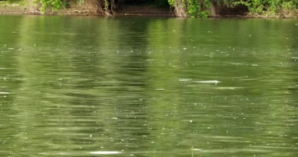 セルビアのティッツァ川を渡る長尾のメイホウのアンヌル群 — ストック動画