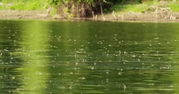 Sırbistan Daki Tisza Nehri Üzerinde Uzun Kuyruklu Mayıs Sinekleri Sürüsü — Stok video