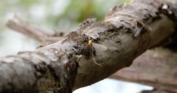 リバーティザの上の木の枝の上に休んでいる長尾のメイフライの映像を閉じる — ストック動画