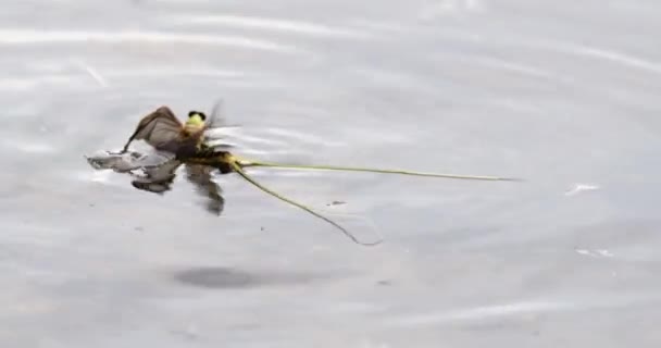 Mayfly Cauda Longa Superfície Rio Tisza Com Seu Exoesqueleto Moldado — Vídeo de Stock
