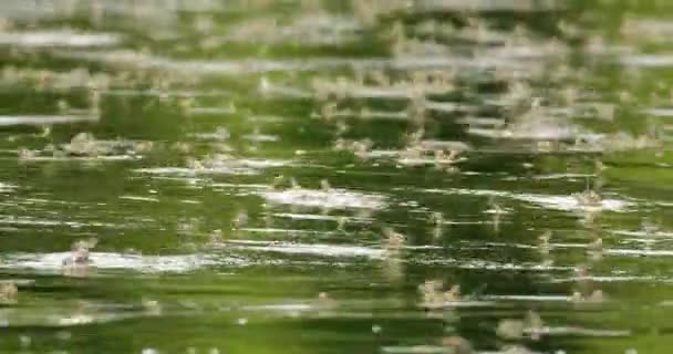 Large Swarm Long Tailed Mayflies Tisza Blooming Serbia — Stock Video