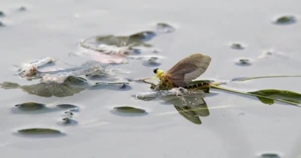 Tisza表面长尾果蝇及其外骨骼的特写视频 — 图库视频影像
