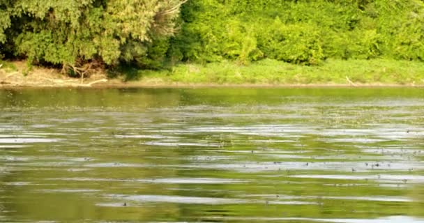 Широкі Кутові Кадри Довгохвостих Мух Річці Тиса Сербії — стокове відео
