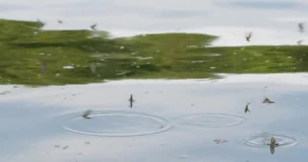 セルビアのチッツァ川の表面に長いテールドメイフライ — ストック動画