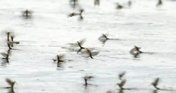 Κοντινό Βίντεο Μακριές Μύγες Στην Επιφάνεια Του Ποταμού Τίσζα Στη — Αρχείο Βίντεο