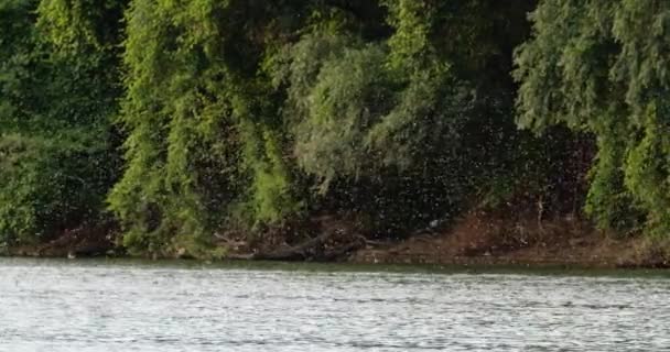 Fantastiska Bilder Svärmen Långstjärtade Dagsländor Över Floden Tisza Serbien — Stockvideo