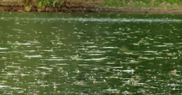 蒂萨河上每年的交配季节 成群的长尾蜻蜓 — 图库视频影像