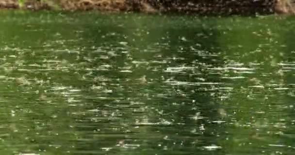 Ετήσιο Σμήνος Μακριάς Ουράς Μυγών Πάνω Από Τον Ποταμό Τίσα — Αρχείο Βίντεο