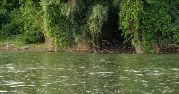 Paringseizoen Van Langstaart Meivliegen Het Oppervlak Van Rivier Tisza Servië — Stockvideo