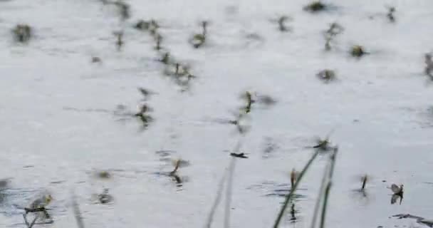 セルビアのティッツァ川の開花中に長尾のハエの群れ — ストック動画