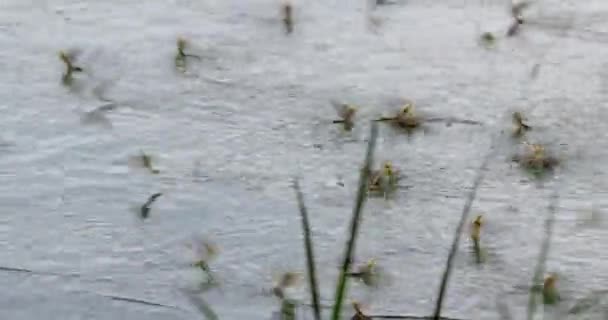 Enxame Moscas Índia Cauda Longa Durante Floração Rio Tisza Sérvia — Vídeo de Stock