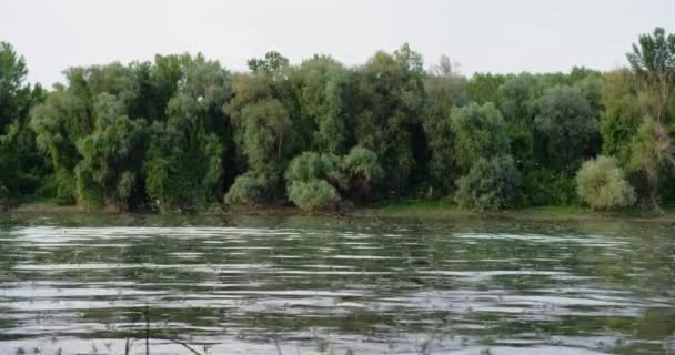 Mariposas Cola Larga Apareándose Superficie Del Río Tisza Serbia — Vídeo de stock