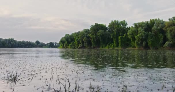 Sırbistan Tisza Nehri Nin Çiçeği Doğal Fenomeni — Stok video