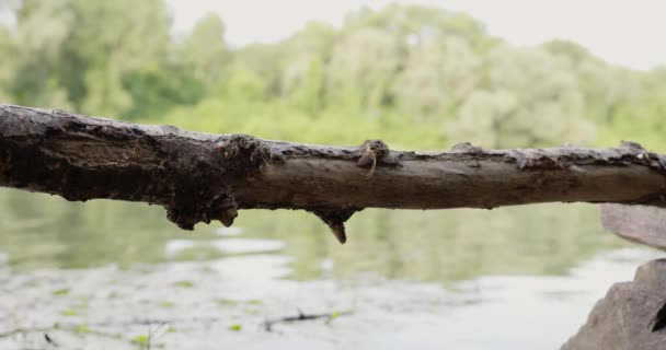 Dlouhoocasé Jepice Odpočívající Zlomené Větvi Stromu Břehu Řeky Tiszy — Stock video