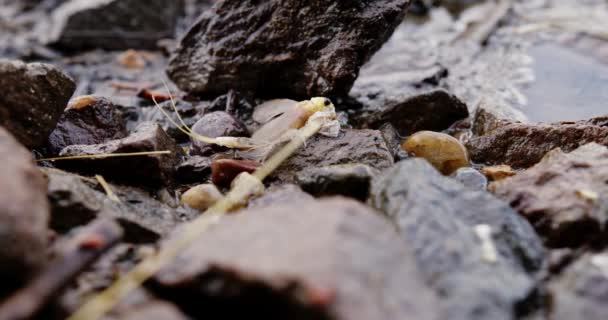 雄性长尾蜻蜓在蒂萨河岸边蜕皮 — 图库视频影像
