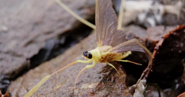 长尾果蝇的野生动物特写镜头 — 图库视频影像