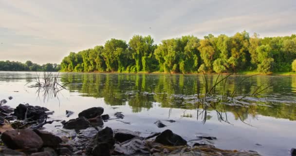 Krásné Širokoúhlé Záběry Rozkvetlé Řeky Tiszy Při Západu Slunce Srbsku — Stock video