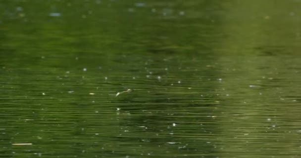 年間の群れの間 川の表面上を飛行する長尾のメイフライ — ストック動画