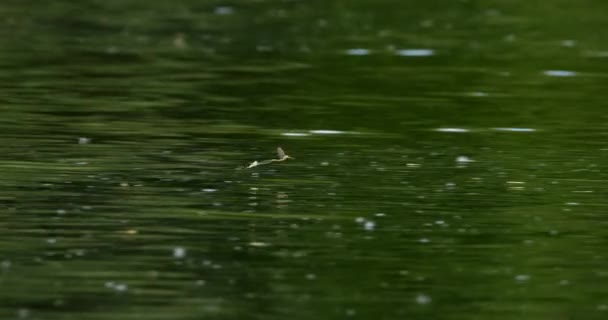 年間の群れの間 川の表面上を飛行する長尾のメイフライ — ストック動画