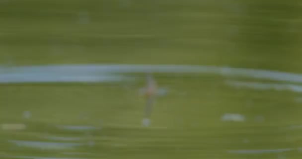 在交配活动中 单只长尾苍蝇在蒂萨河水面拍动涟漪 — 图库视频影像