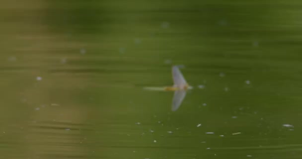 Une Éphémère Longue Queue Ondule Surface Rivière Tisza Pendant Accouplement — Video
