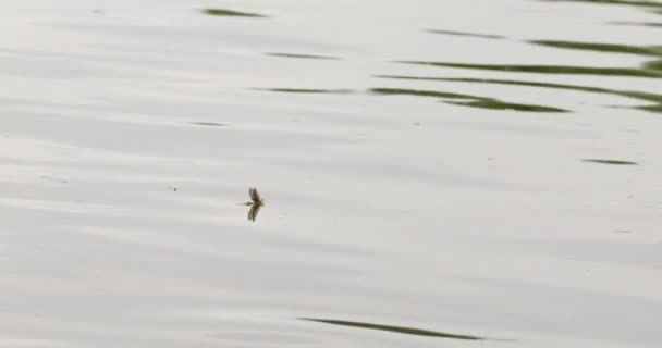 Enkelstaartmeivlieg Rustend Het Oppervlak Van Rivier Tisza Tijdens Dekking — Stockvideo