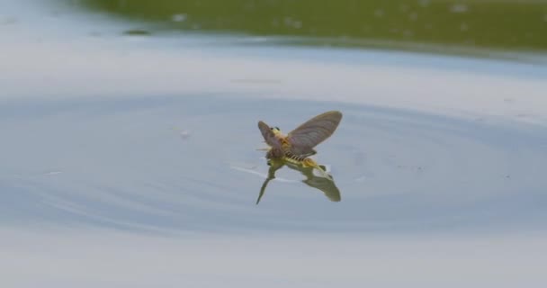 Imágenes Cerca Dos Mariposas Cola Larga Apareándose Superficie Del Río — Vídeo de stock