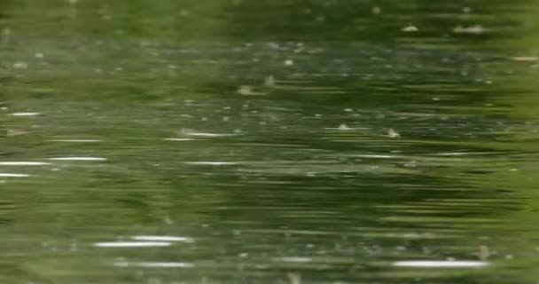 Her Yıl Tisza Nehrinin Üzerinde Uçan Uzun Kuyruklu Mayıs Sineği — Stok video