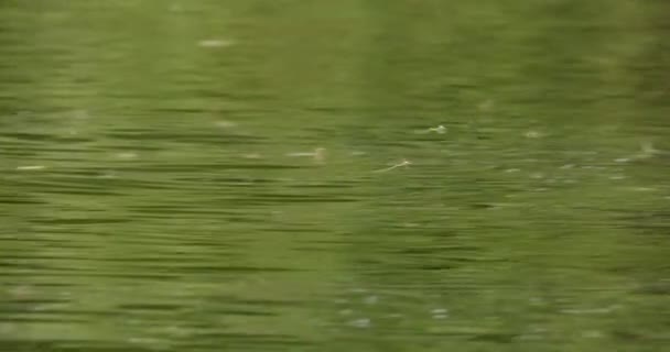 蒂萨河的盛开 长尾蜻蜓的年度交配活动 — 图库视频影像