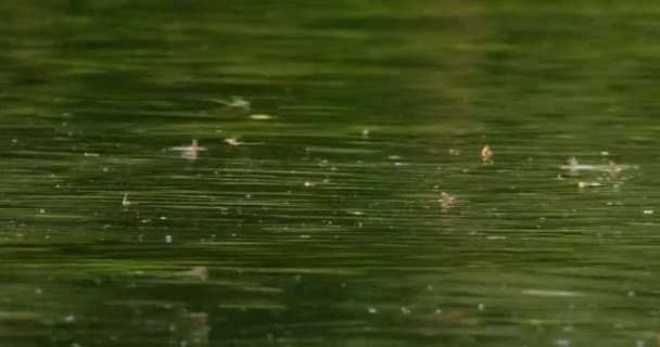 蒂萨河的盛开 长尾蜻蜓的年度交配活动 — 图库视频影像